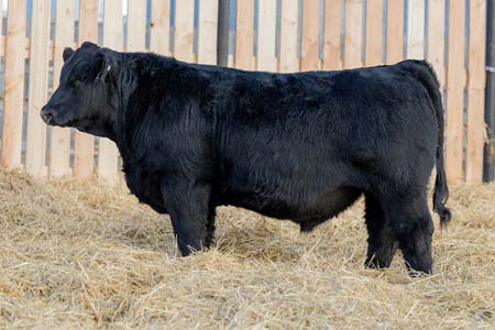 Yearling Bull